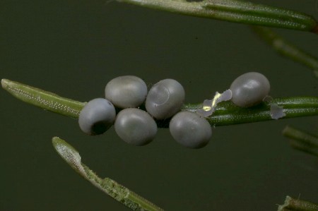 Pine-tree Lappet Dendrolimus pini