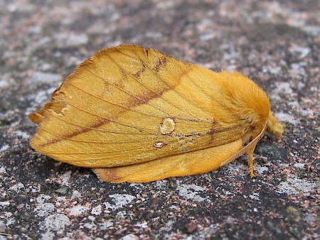 The Drinker Euthrix potatoria