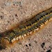 Larva • Hodbarrow Reserve, Cumbria • © Alan Artingstall