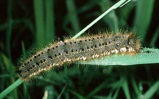 The Drinker Euthrix potatoria