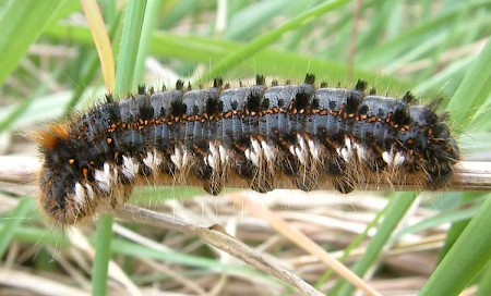 The Drinker Euthrix potatoria