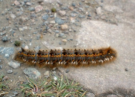 The Drinker Euthrix potatoria