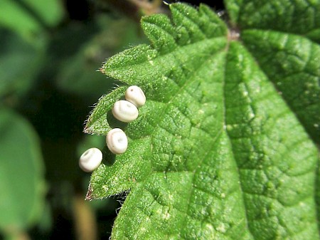 The Drinker Euthrix potatoria