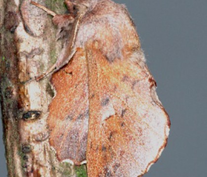 Adult &bull; ex. Danish larva &bull; &copy; Jeroen Voogd