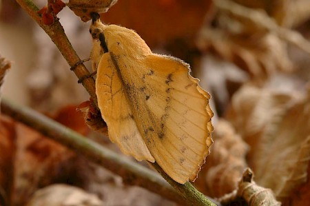 The Lappet Gastropacha quercifolia