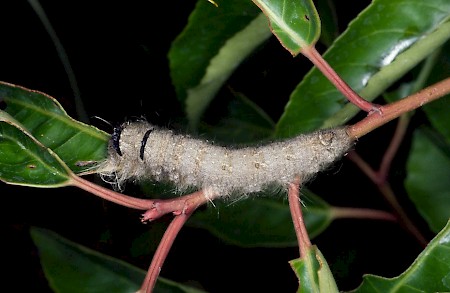 The Lappet Gastropacha quercifolia