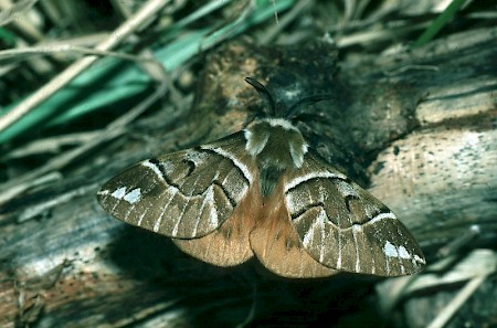 Kentish Glory Endromis versicolora