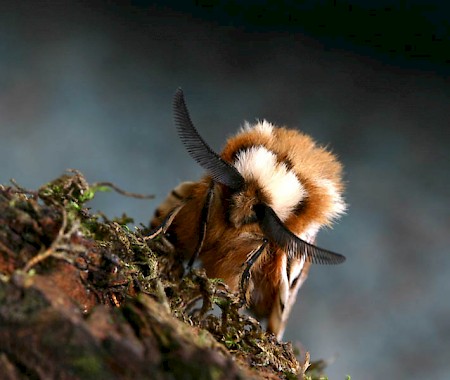 Kentish Glory Endromis versicolora