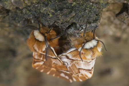 Kentish Glory Endromis versicolora