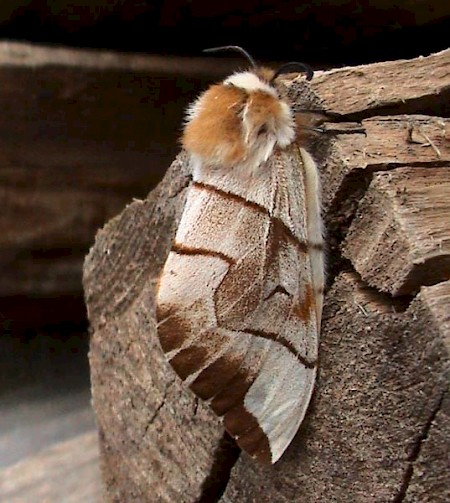 Kentish Glory Endromis versicolora