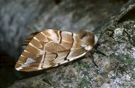 Kentish Glory Endromis versicolora