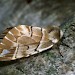 Female • Ex Scottish Larva • © David Green/Butterfly Conservation