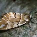 Female • Ex Scottish Larva • © David Green/Butterfly Conservation