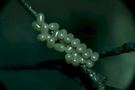 Kentish Glory Endromis versicolora