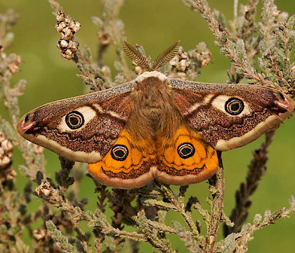 Saturniidae