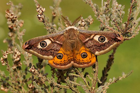 Emperor Moth Saturnia pavonia