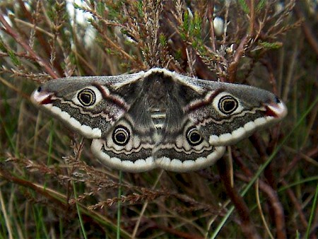 Emperor Moth Saturnia pavonia