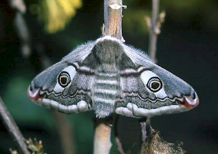 Emperor Moth Saturnia pavonia