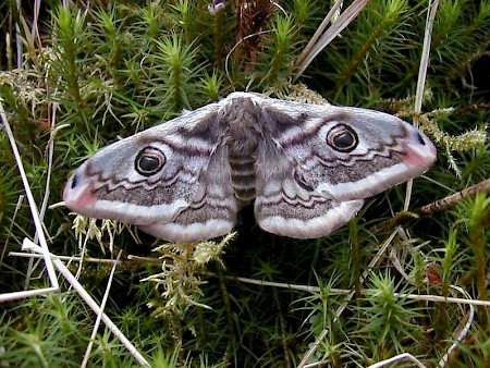 Emperor Moth Saturnia pavonia