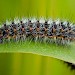3rd instar larva • Fenside, Catfield, Norfolk • © Steve Crampton