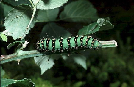 Emperor Moth Saturnia pavonia