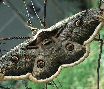 Adult &bull; Boise Penchot, Southern France &bull; &copy; Rob Petley-Jones
