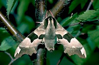 Lime Hawk-moth