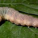 Larva • Larva about to pupate; Wigan, Lancashire • © Pauline Greenalgh