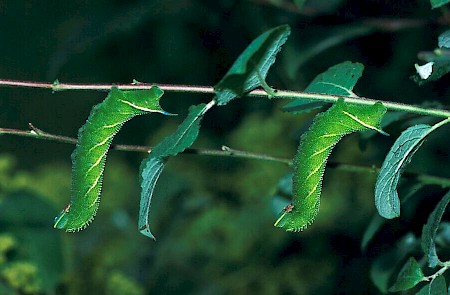 Eyed Hawk-moth Smerinthus ocellata