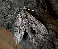 Convolvulus Hawk-moth