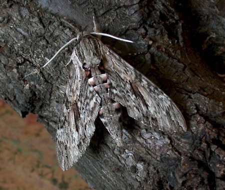 Convolvulus Hawk-moth Agrius convolvuli