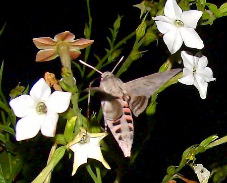 Convolvulus Hawk-moth Agrius convolvuli