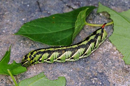 Convolvulus Hawk-moth Agrius convolvuli