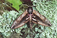 Privet Hawk-moth