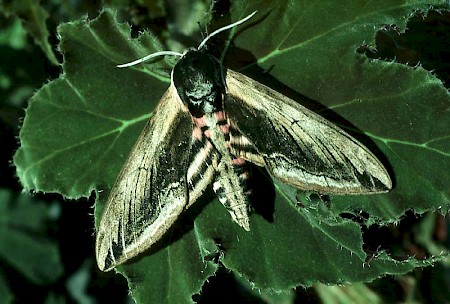 Privet Hawk-moth Sphinx ligustri