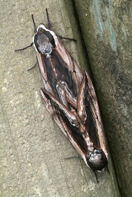 Privet Hawk-moth Sphinx ligustri