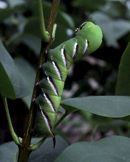 Privet Hawk-moth Sphinx ligustri