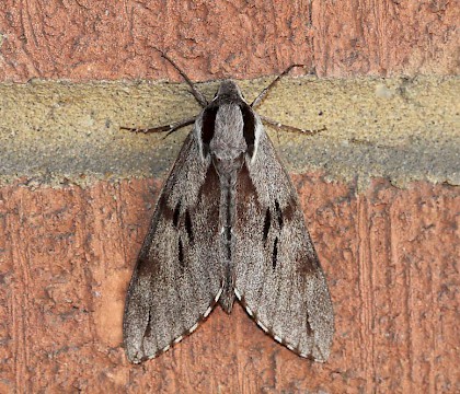 Adult • Brandon, Suffolk • © Dave Goodwin