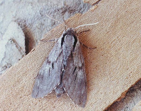 Pine Hawk-moth Sphinx pinastri