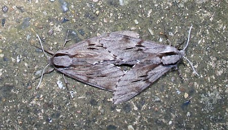 Pine Hawk-moth Sphinx pinastri