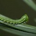 Young larva • Netherlands • © Jeroen Voogd