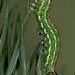 Larva • Netherlands • © Jeroen Voogd