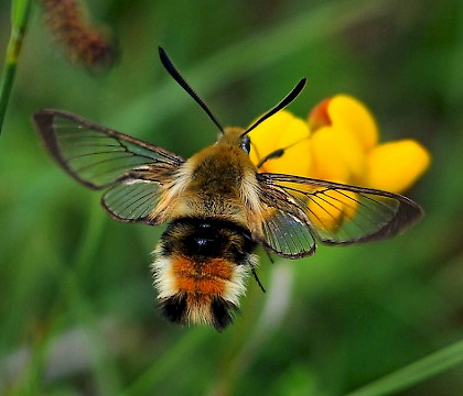 Adult &bull; Powerstock Common, Dorset &bull; &copy; Mark V Pike