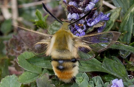 Narrow-bordered Bee Hawk-moth Hemaris tityus