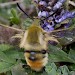 Adult • Welcombe and Marsland Nature Reserve, Devon/Cornwall border • © Steve Ogden