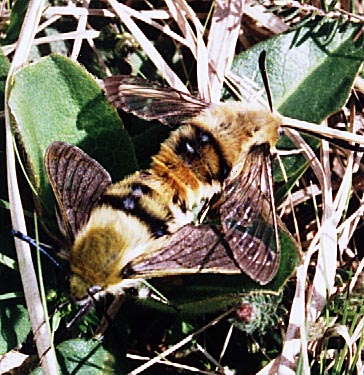 Narrow-bordered Bee Hawk-moth Hemaris tityus