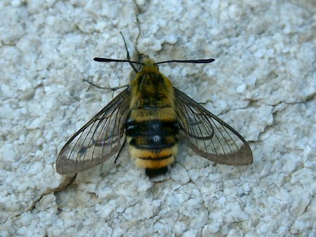 Narrow-bordered Bee Hawk-moth Hemaris tityus