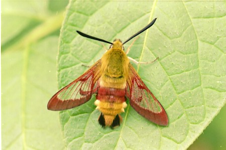 Broad-bordered Bee Hawk-moth Hemaris fuciformis