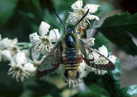 Broad-bordered Bee Hawk-moth Hemaris fuciformis