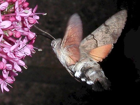 Hummingbird Hawk-moth Macroglossum stellatarum